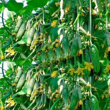 cucumber seeds 100pcs small cucumber NO-gmo VEGETAble seeds for home garden plant